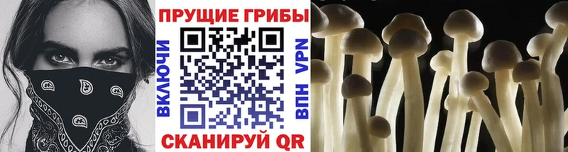 Галлюциногенные грибы Psilocybine cubensis  Наро-Фоминск 